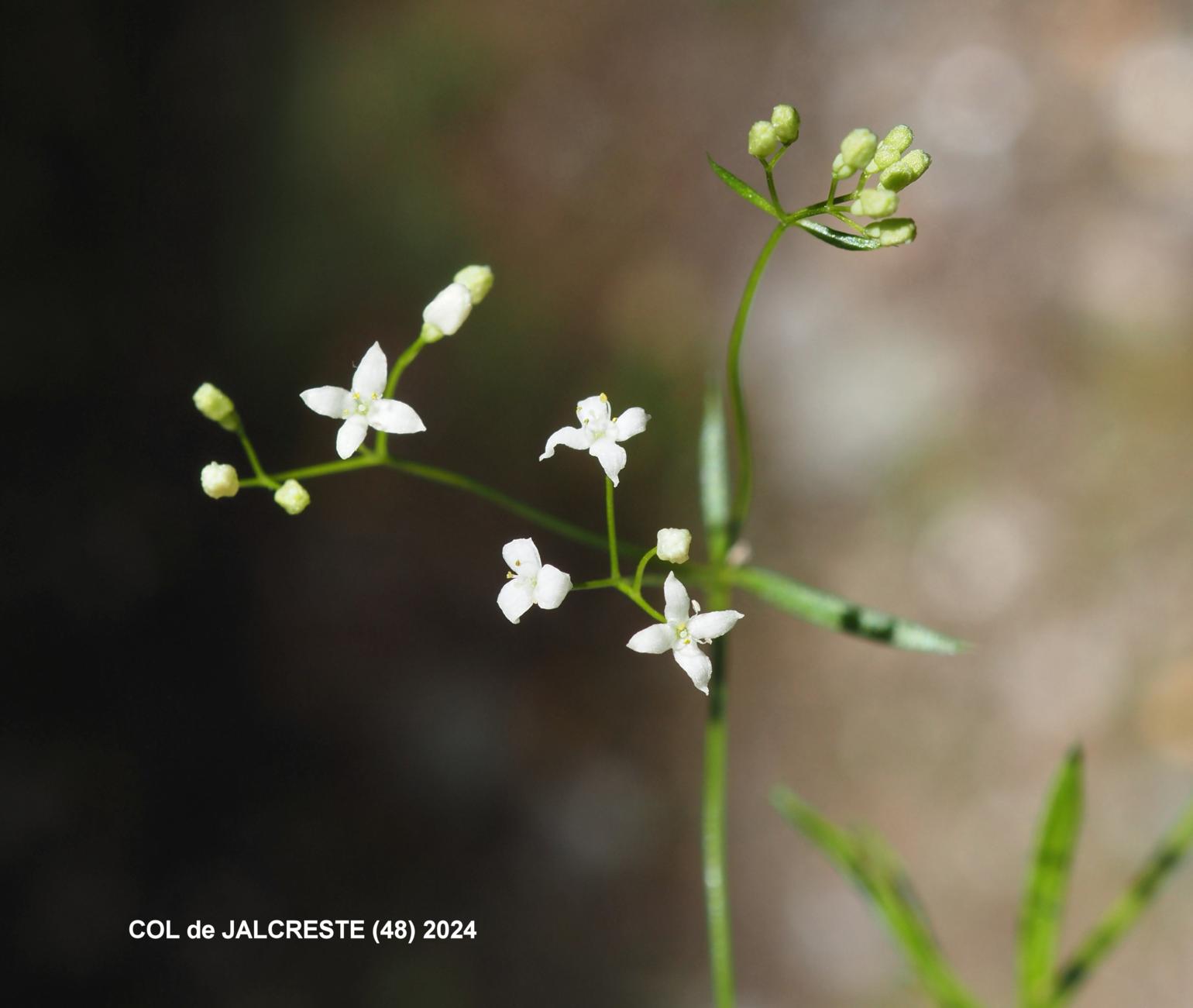 Bedstraw, Slender